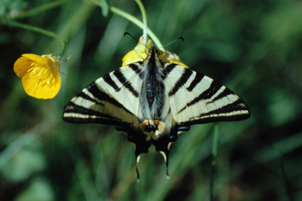 Flambé (Iphiclides podalirius) © Nicolas Macaire / LPO